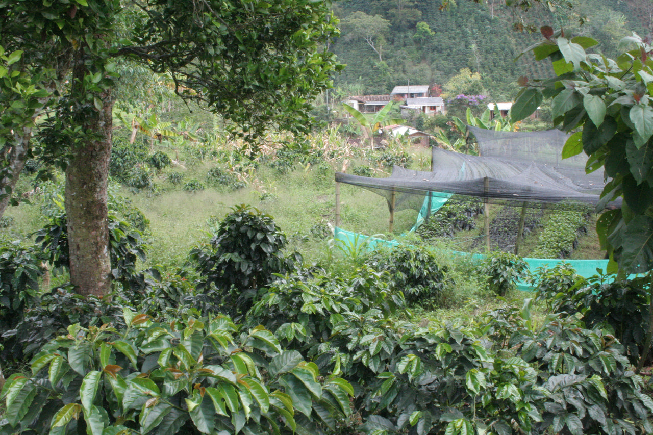 Bonavista Coffee Bonavista Coffee Company